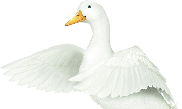 image_businessHighlightDuck.jpg
