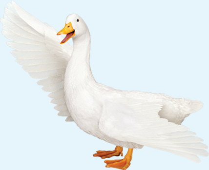 05 436109-3_photo_proposal1.jpg