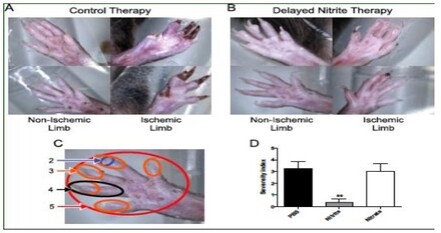 A collage of images of a rat's hands

AI-generated content may be incorrect.