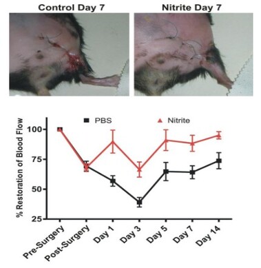 A close-up of a rat

AI-generated content may be incorrect.