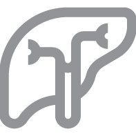 02_438399-1_Icons_OrganManufacturing_Bioartificial liver and kidney research.jpg