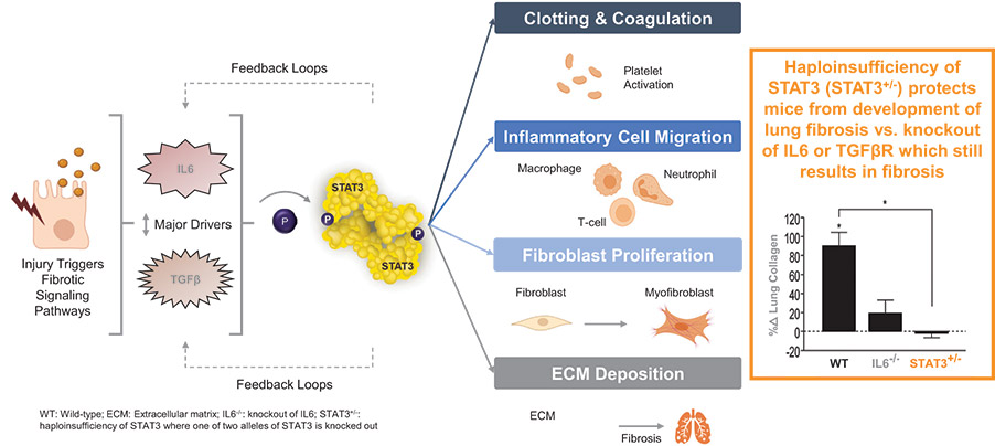 [MISSING IMAGE: ph_fibroticcascade-4c.jpg]