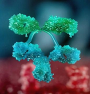 A close-up of a plant
Description automatically generated