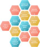 Shape
Description automatically generated