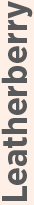 04 439034-3_gfx_verticalname-Leatherberry gray.jpg
