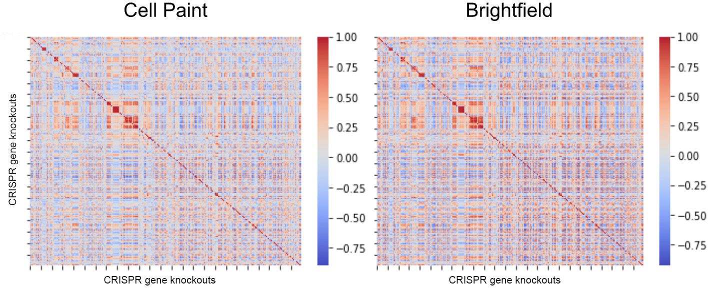 fig 16_cell paint vs brightfield_v02.jpg