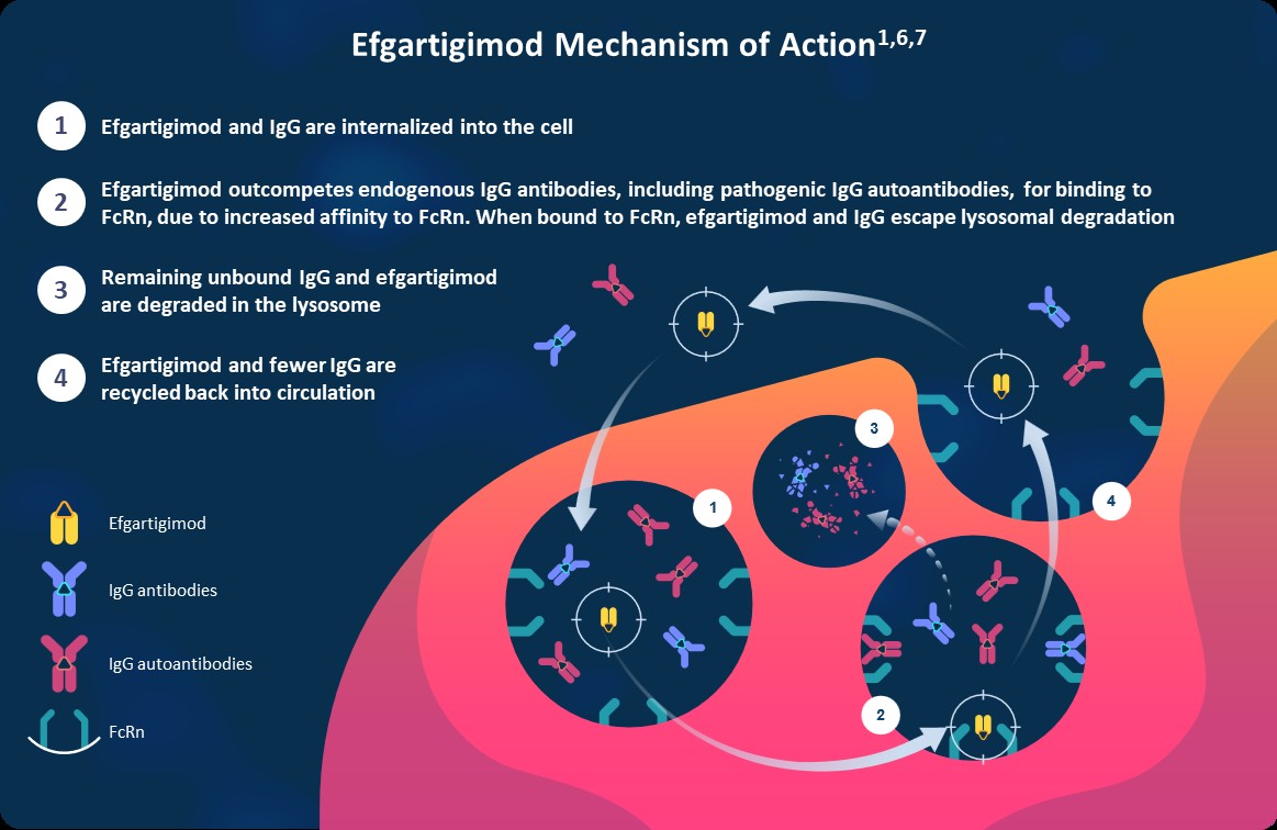 efgartigimod’s mechanism of action.jpg