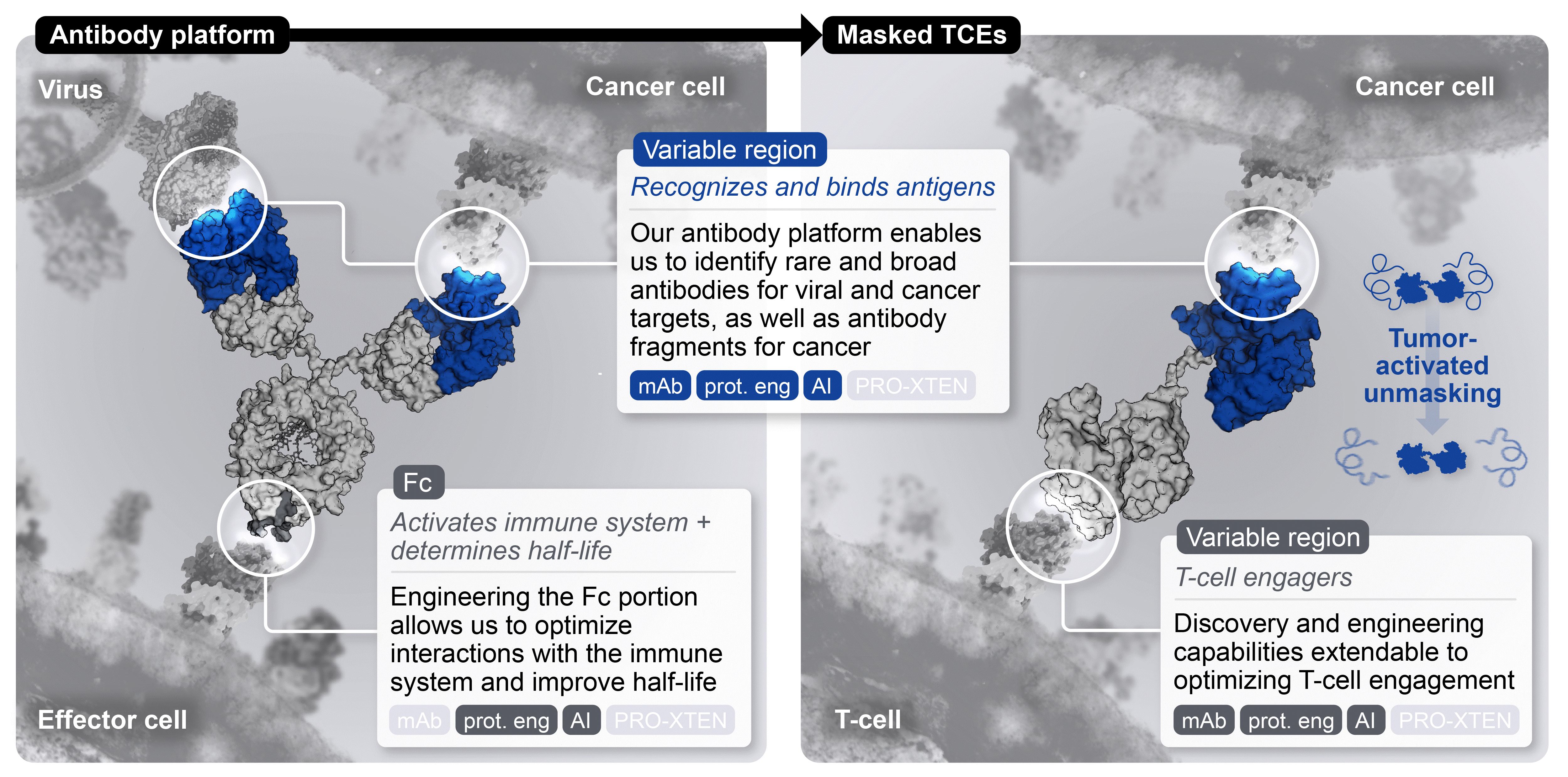 Antibody Platform Pic.gif