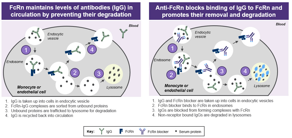 role of fcrn 5-16.jpg