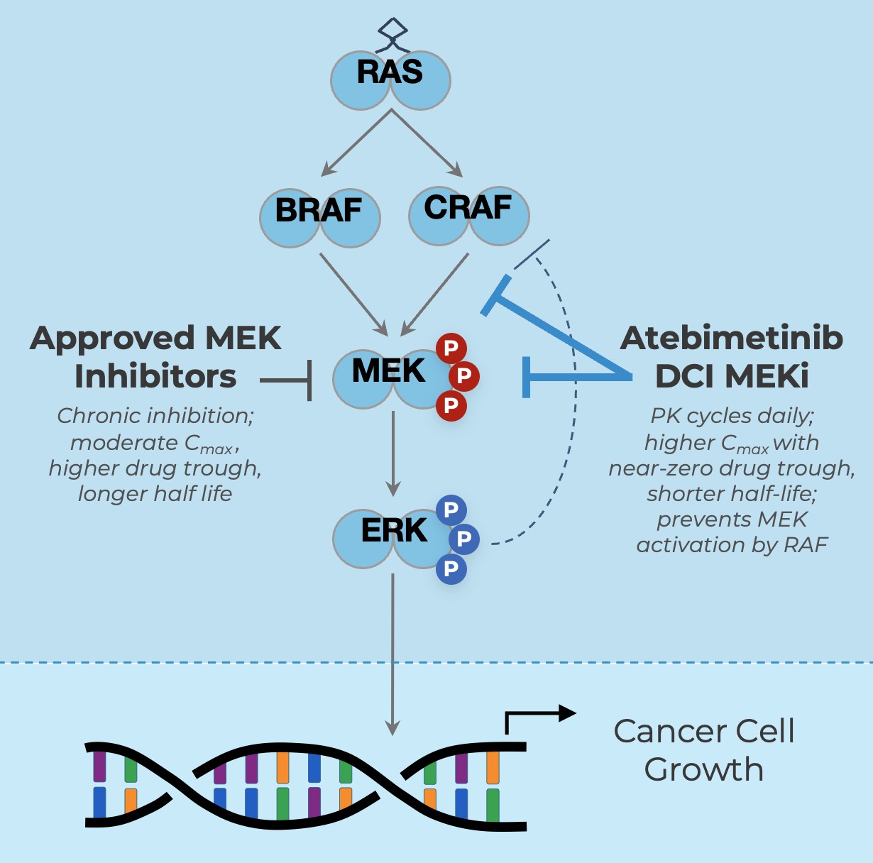 Fundamental Cancer Signaling Cellular Pathways.jpg