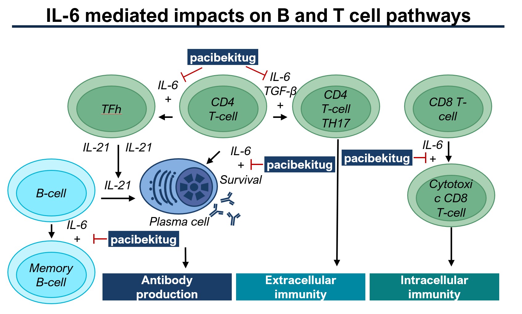 IL-6 mediated impacts on B and T cell pathways for 10K 2025_01_28.jpg