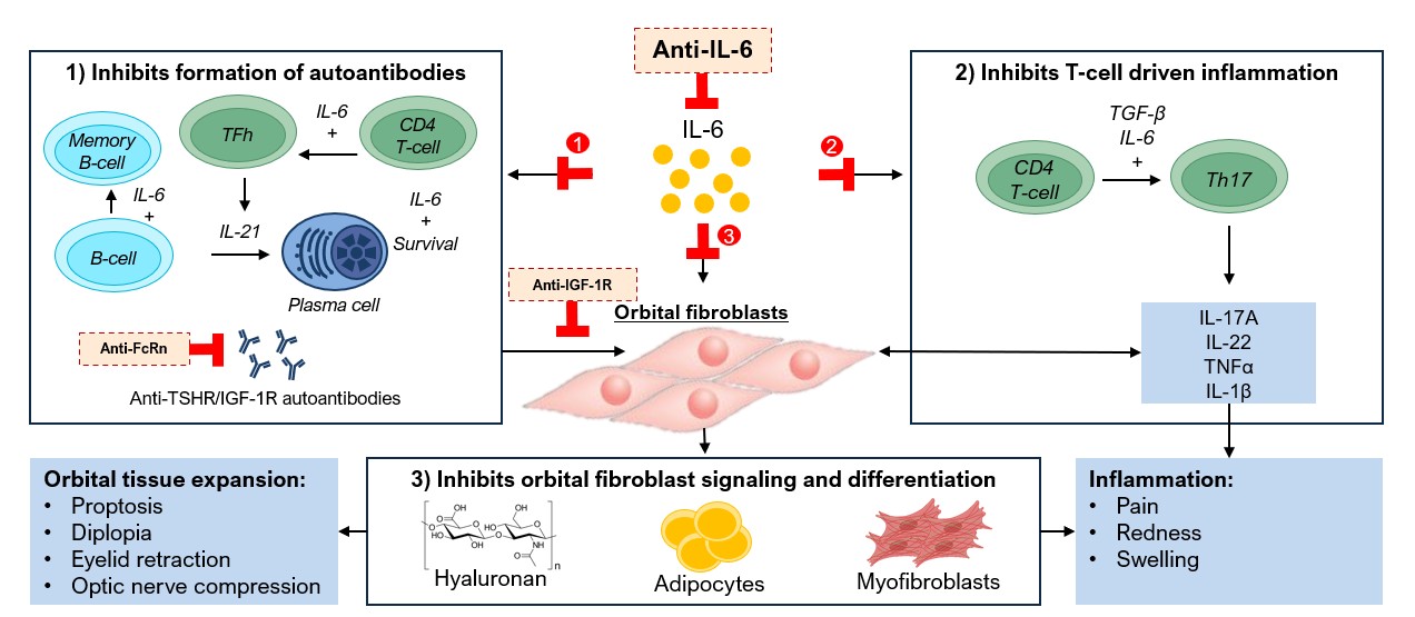 TED IL-6 mechanism for 10K 2025_02_19.jpg