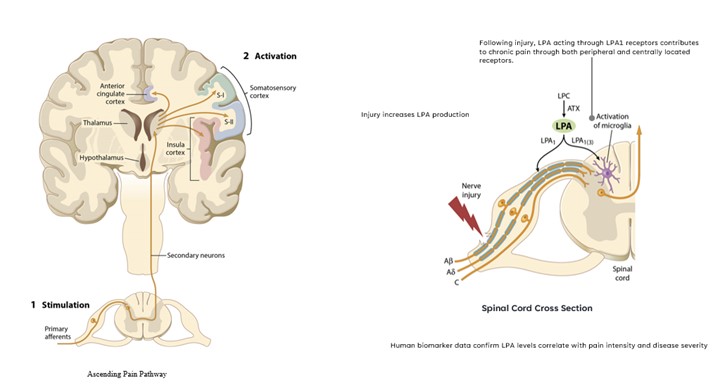 scientificrationaleforlpa1ra.jpg