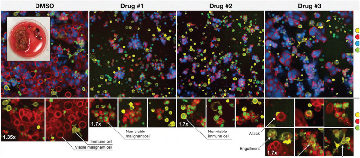 [MISSING IMAGE: tm2119783d5-ph_dmso4clr.jpg]