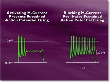 BHV-7000 M-current.jpg
